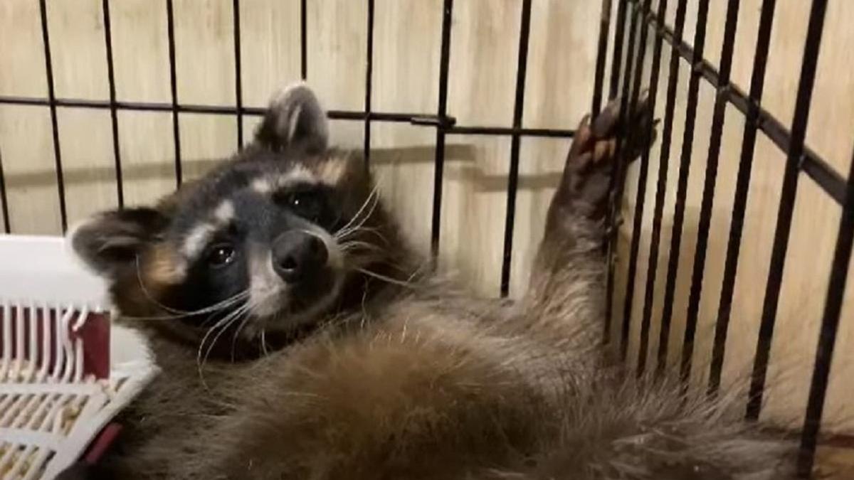  ����-�������� ������ ��� ��������� 