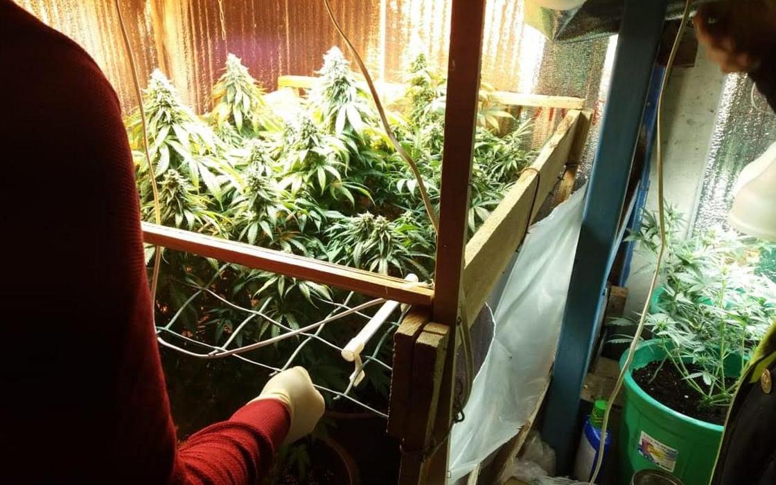 Житель Уральска выращивал марихуану в подвалах жилых домов (фото)