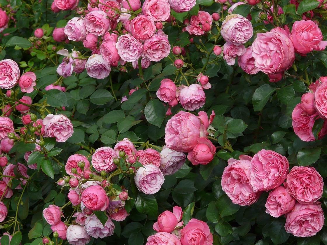Розовые розы собраны в соцветия