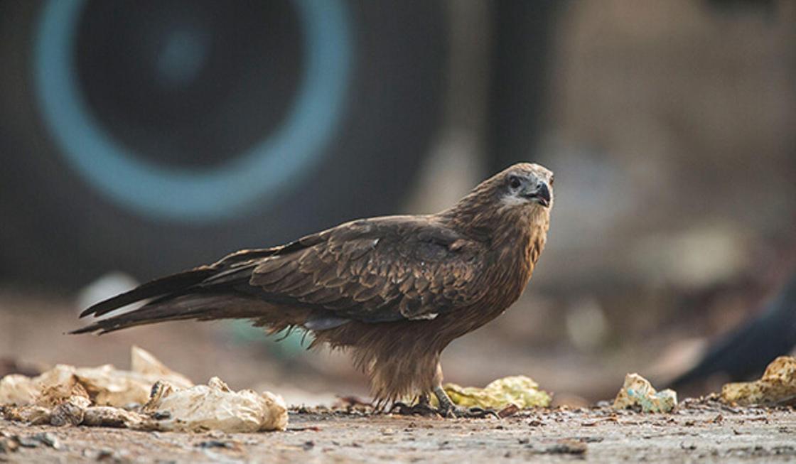 Хищных птиц изъяли у владельца чайханы в Туркестанской области