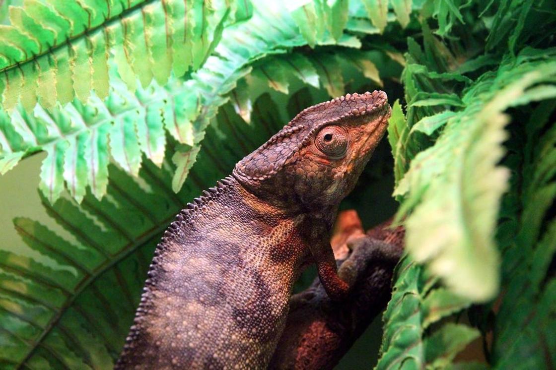Пять странных рептилий, о которых вы вряд ли слышали
