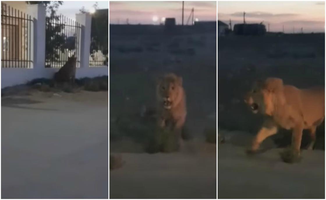 Львица свободно разгуливала в пригороде Актау (видео)