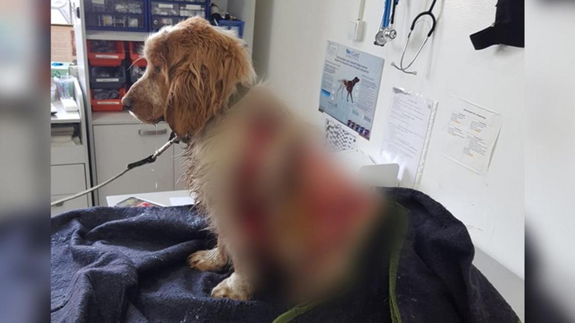 "Поиздевались ради удовольствия": алматинцы рассказали, как спасли собаку, с которой заживо содрали 70% кожи (фото)