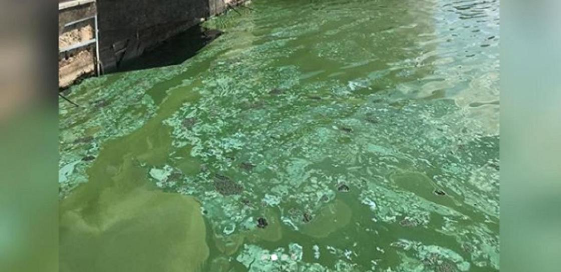 Зеленая вода в Есиле напугала астанчан (видео)