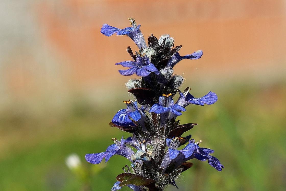 Колосовидное соцветие с синими трубчатыми цветками