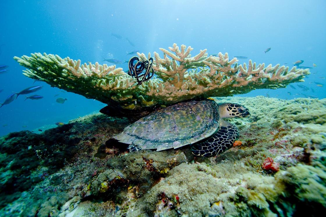 Подводный мир: коралл, рыбки и черепаха