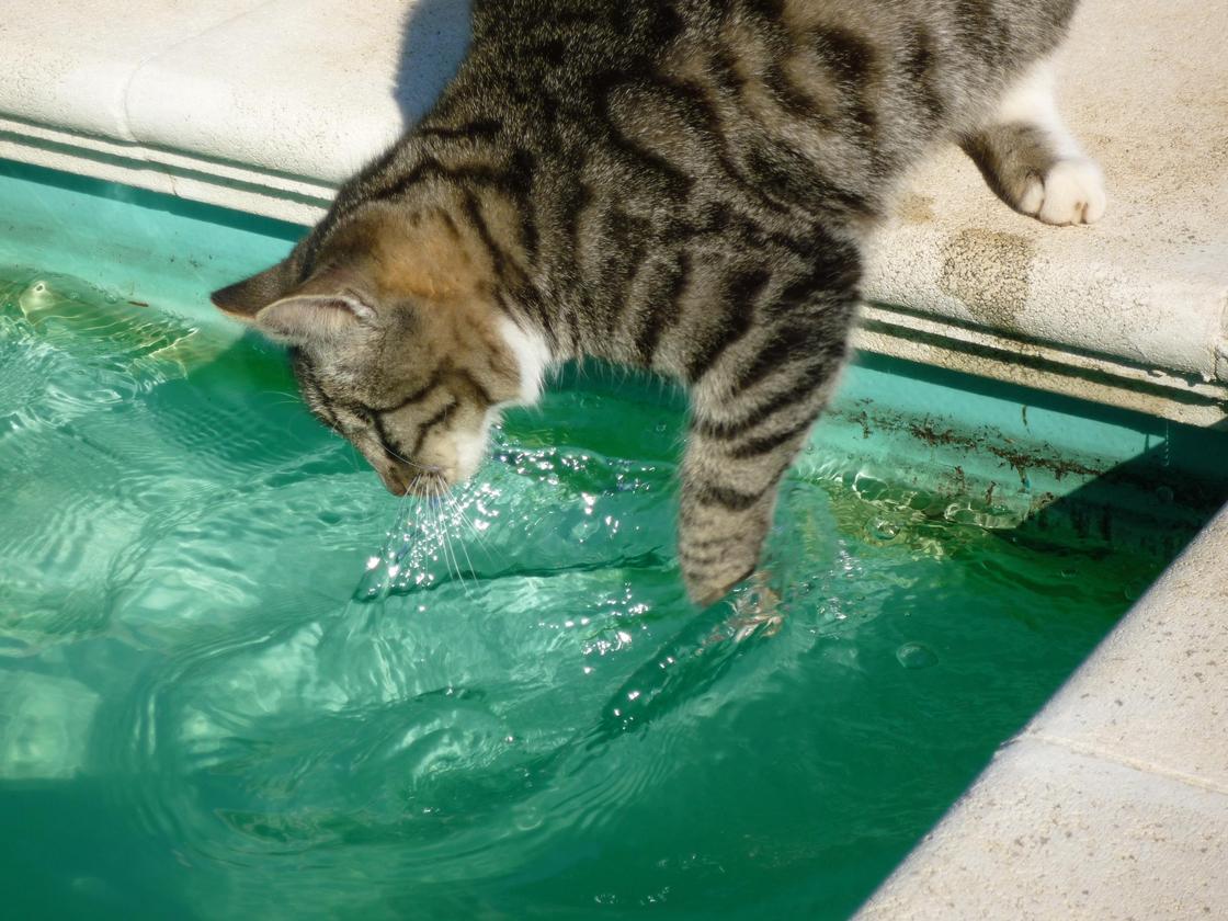 Кот трогает лапой воду