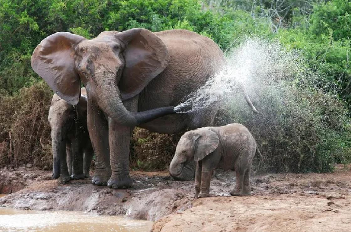 Слониха, слоненок около водоема