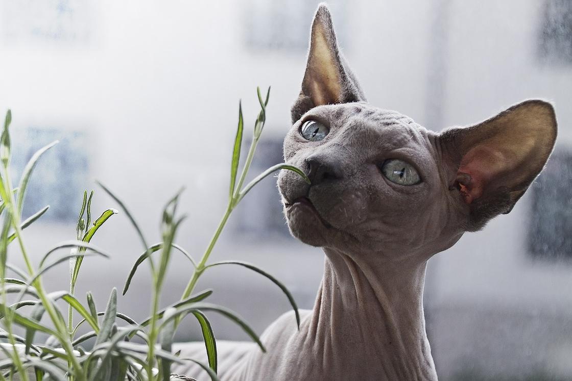 Голова серого кота породы сфинкс выглядывает из травы