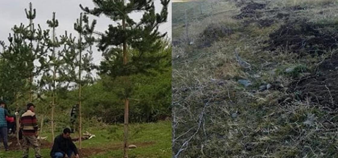 Порядка 20 сосен выкопали и украли в Алматинской области