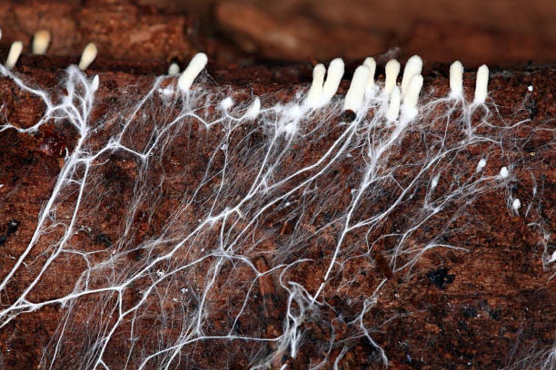 Маленькие грибы растут из мицелия в почве