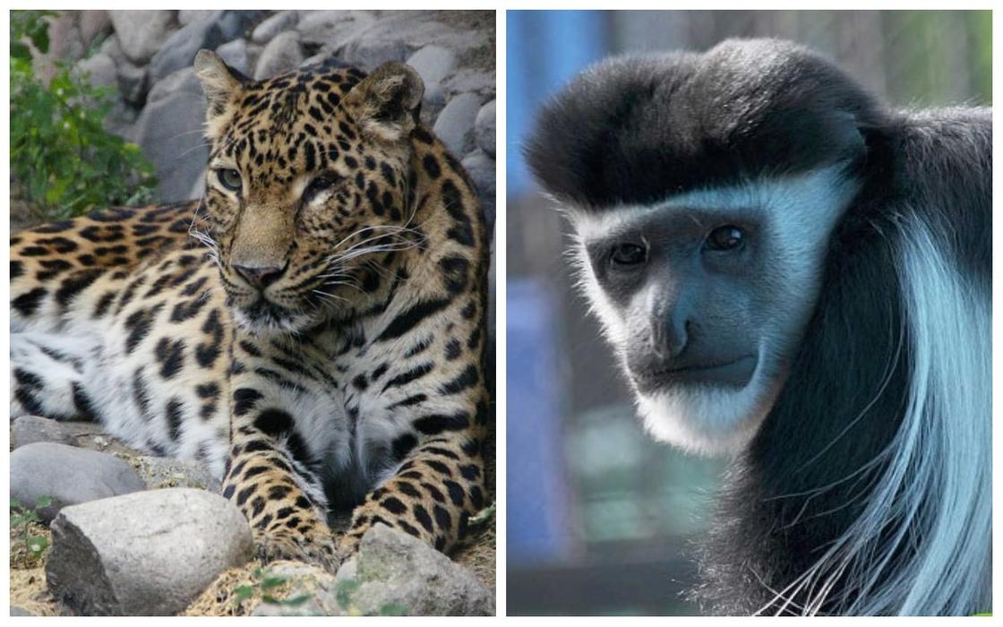 Алматинский зоопарк будет закрыт с 14 марта из-за коронавируса