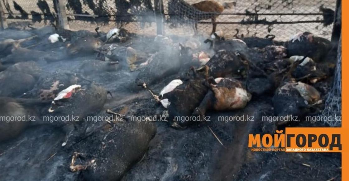 Более 100 голов скота сгорели во время пожара в ЗКО (фото)