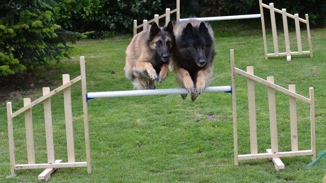 Две длинношерстные овчарки прыгают через деревянную палку, выставленную на опорах