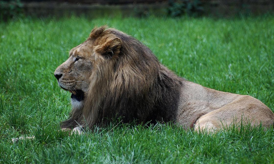 Житель Индии отошел в туалет и был растерзан львом
