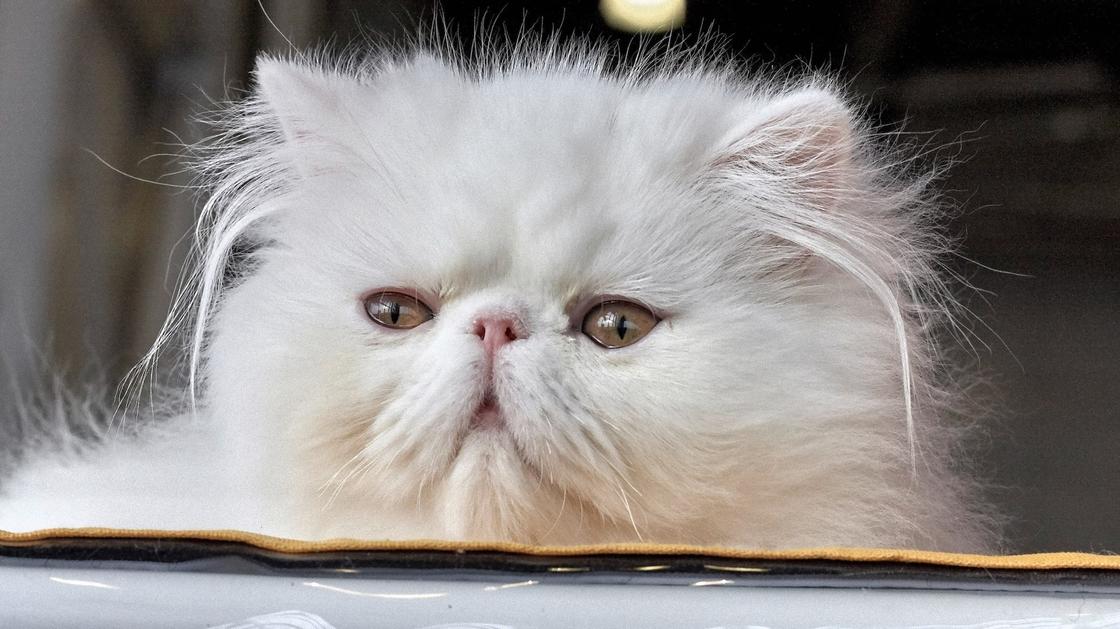 Пушистый белый кот с приплюснутым носом выглядывает из-за кровати