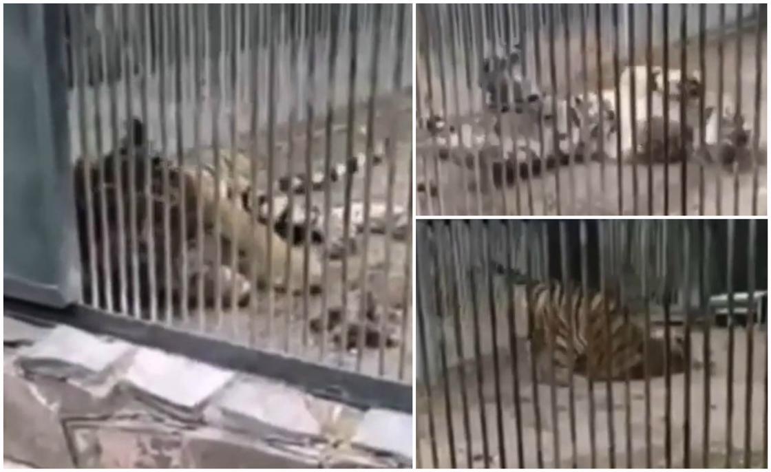 Тигрицу, которая не могла встать и падала, сняли на видео в зоопарке Караганды