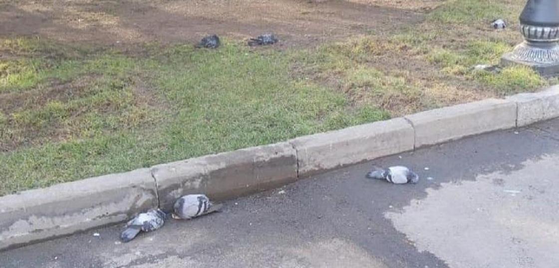 Мертвые голуби в парке Алматы: дезинфекция не могла нанести вред птицам