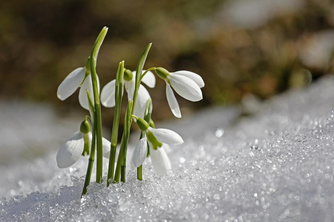Подснежники цветут на снегу