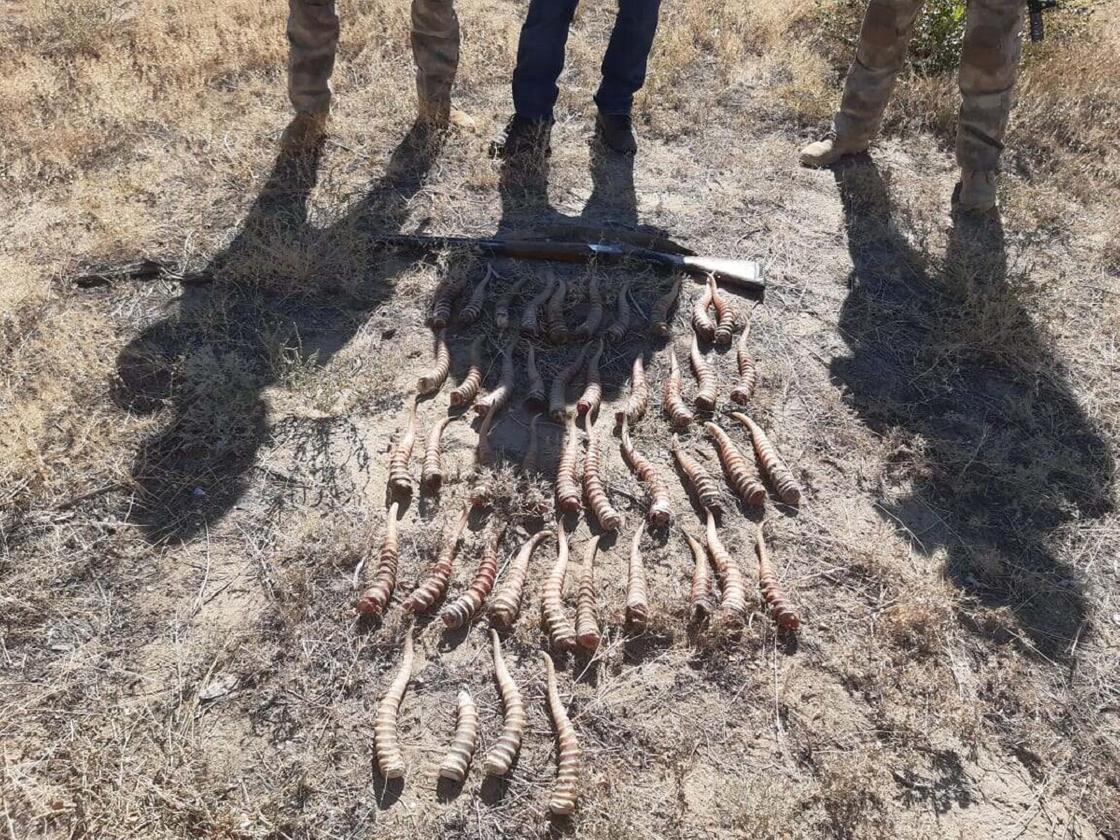 Изъятые у жителя Актюбинской области сайгачьи рога лежат на земле
