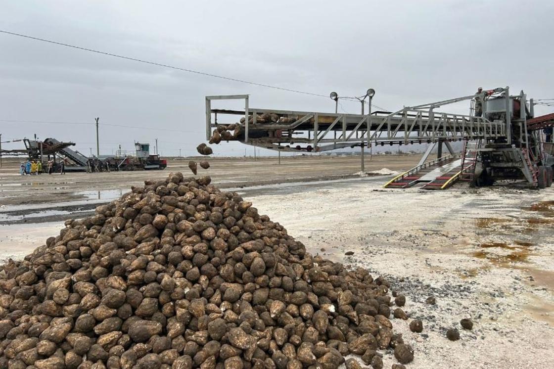 Жетісудағы қант зауыттары қант қызылшасын қабылдай бастады