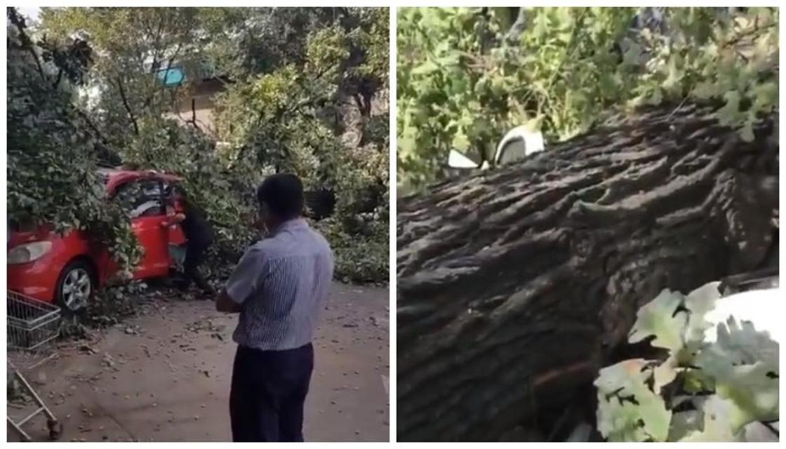 Упавшее дерево раздавило 4 автомобиля в Алматы