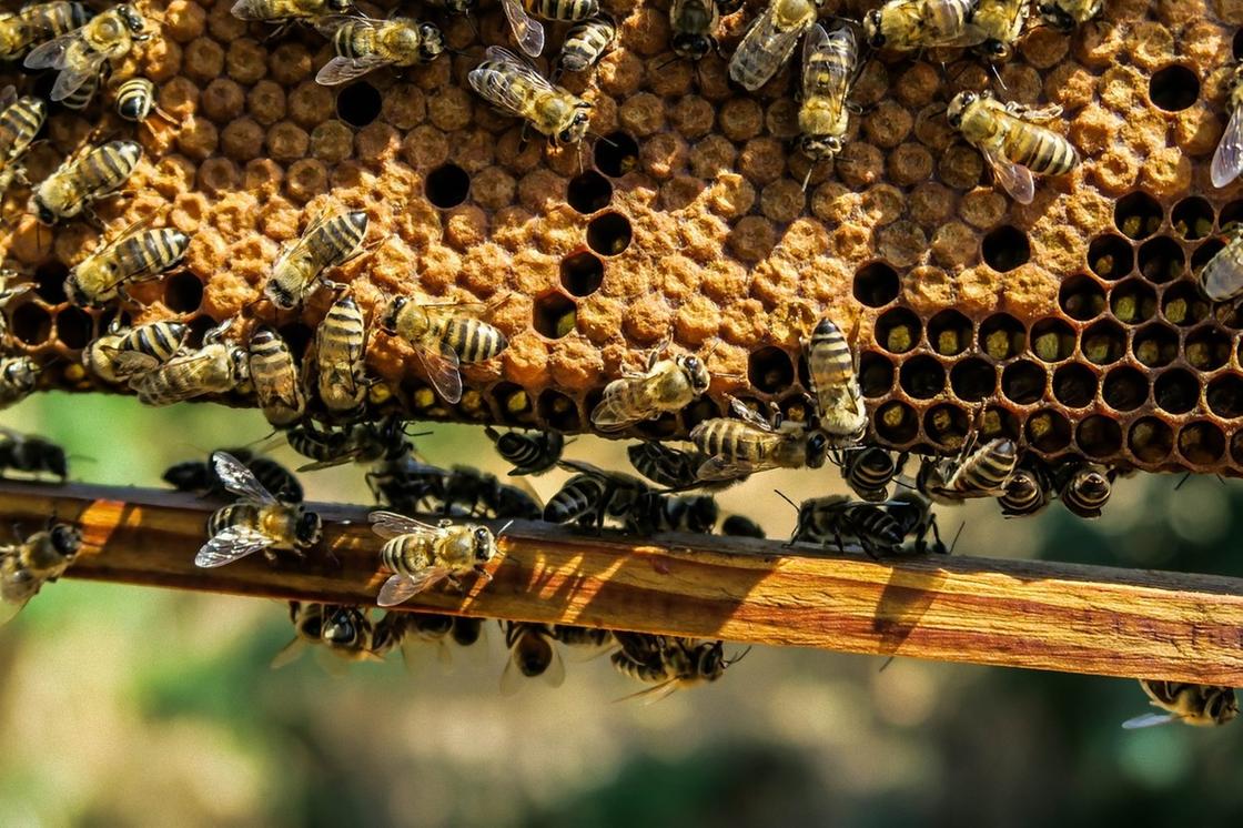 Пчелы на сотах с закрытыми ячейками