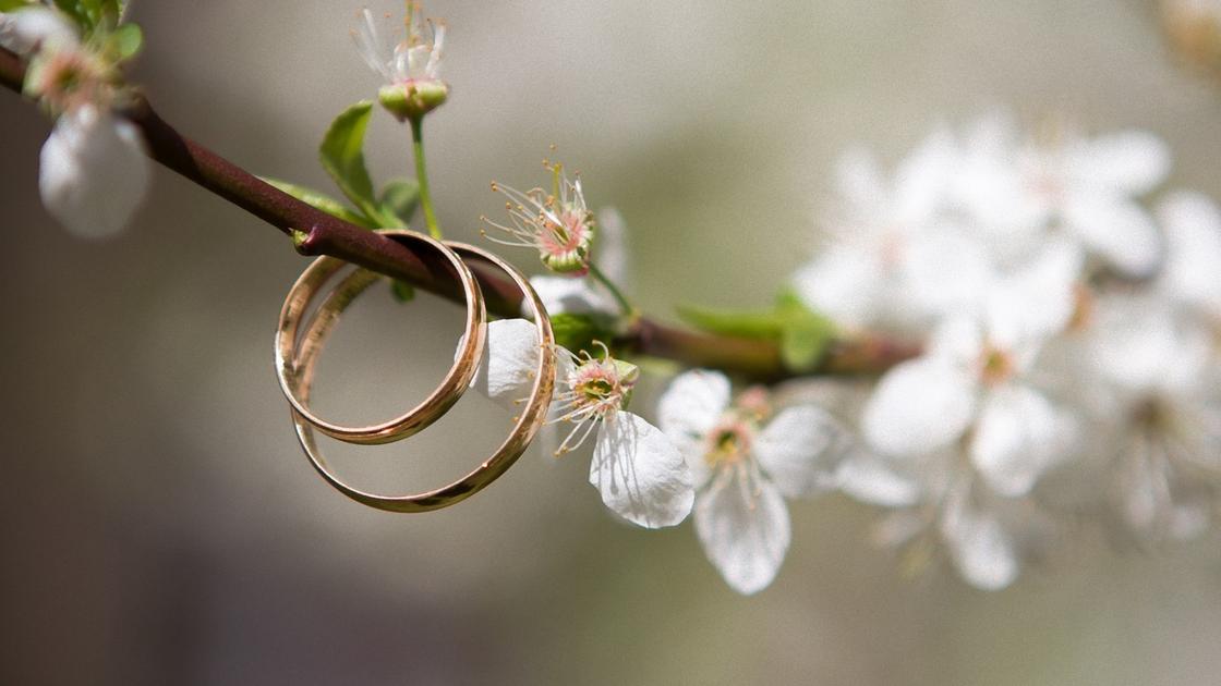 Два обручальных кольца висят на цветущей вишневой ветке