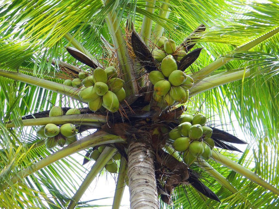 Кокосовая пальма с плодами