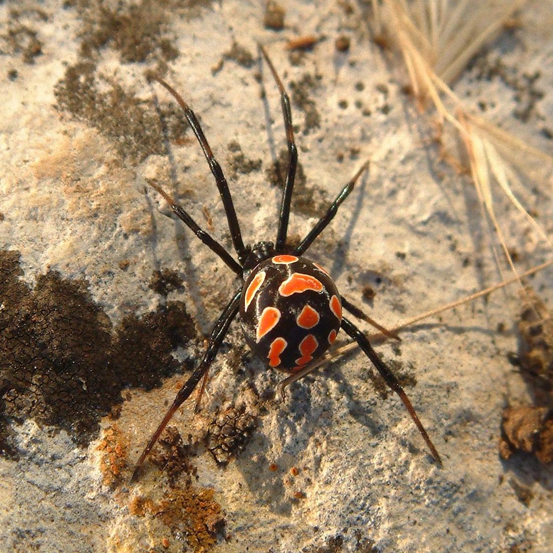 Крымский паук Каракурт полосатый