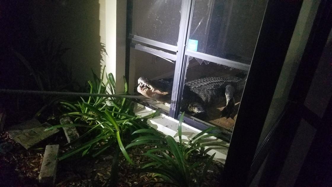 Трехметровый аллигатор выбил окно и ворвался в дом (фото)