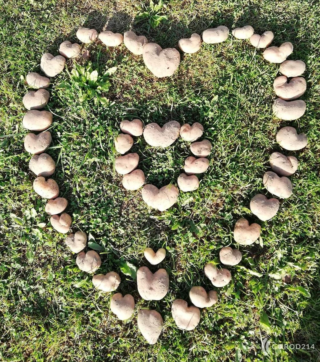 Урожай картошки в форме сердечек вырастила семья из России (фото)