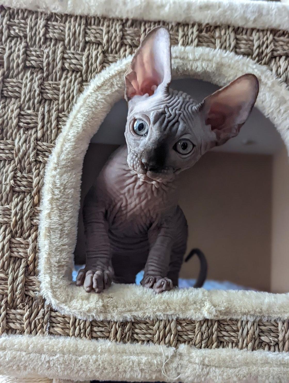 Бесшерстный котенок с большими ушами и глазами выглядывает из домика
