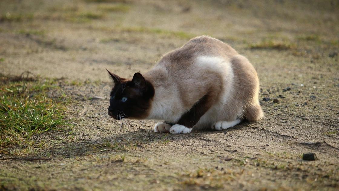 Сиамская кошка сидит на земле в украдчивой позе и готовится к прыжку