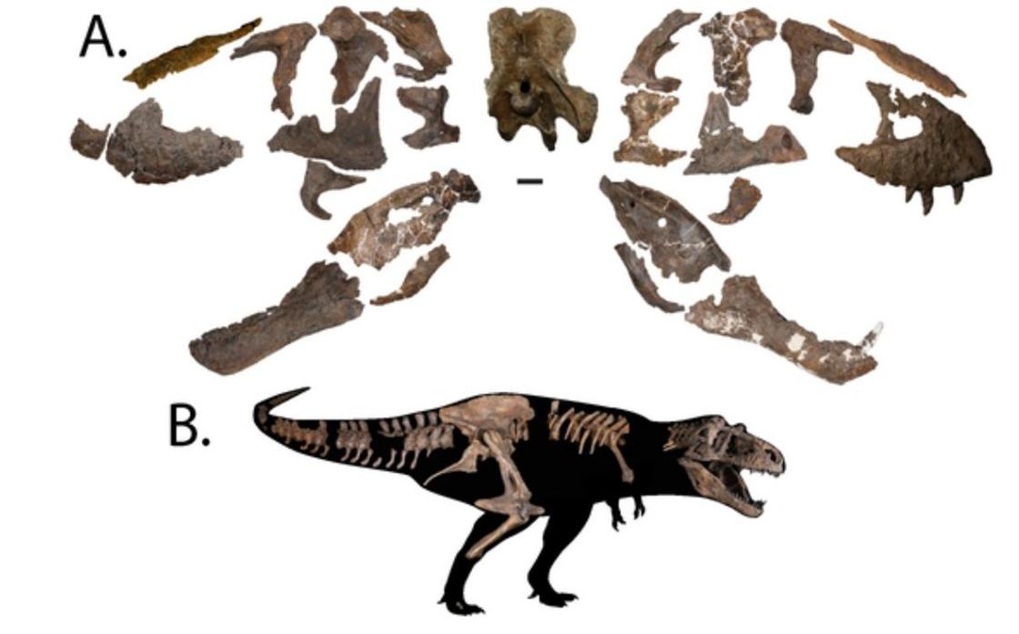 Ученые сообщили об открытии самого крупного тираннозавра рекса