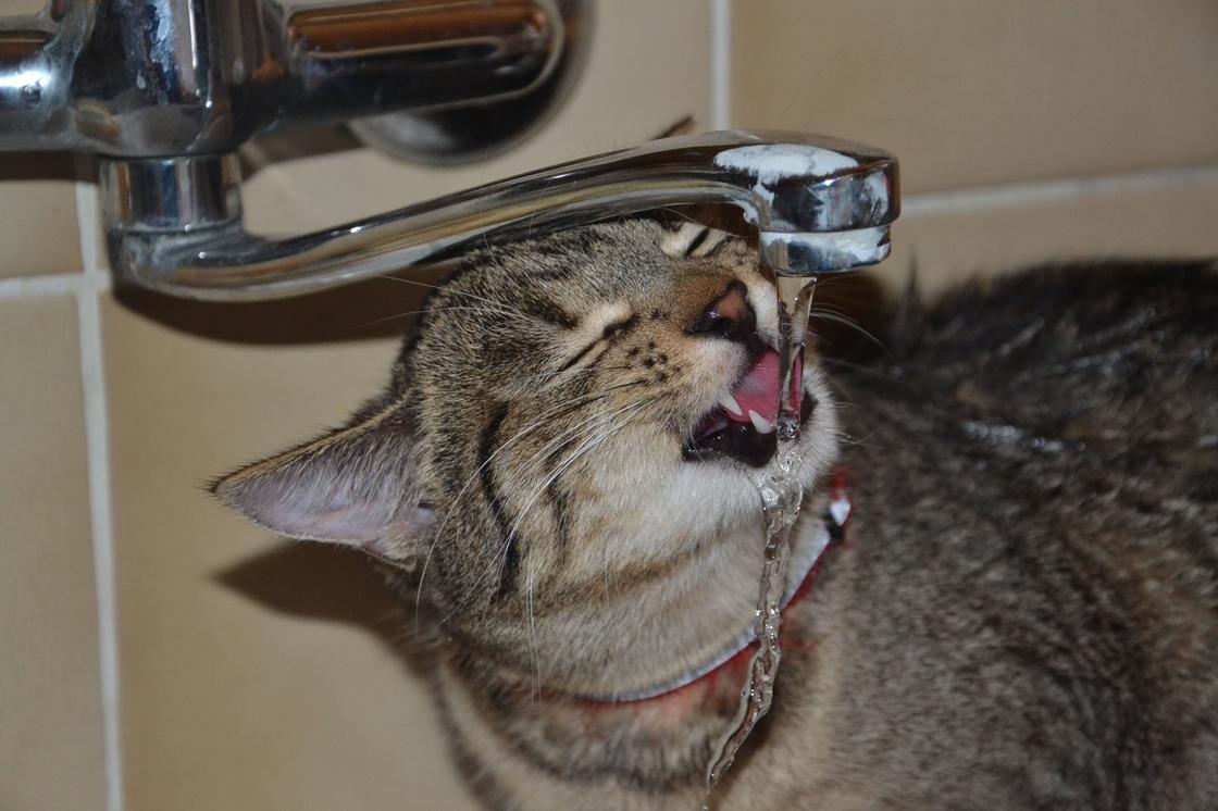 Кот пьет воду из крана