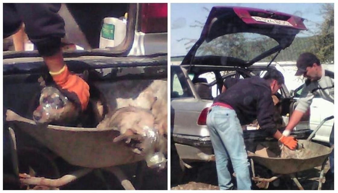 Заклеил морды скотчем: подозрительный "волонтер" забрал собак из алматинского отлова