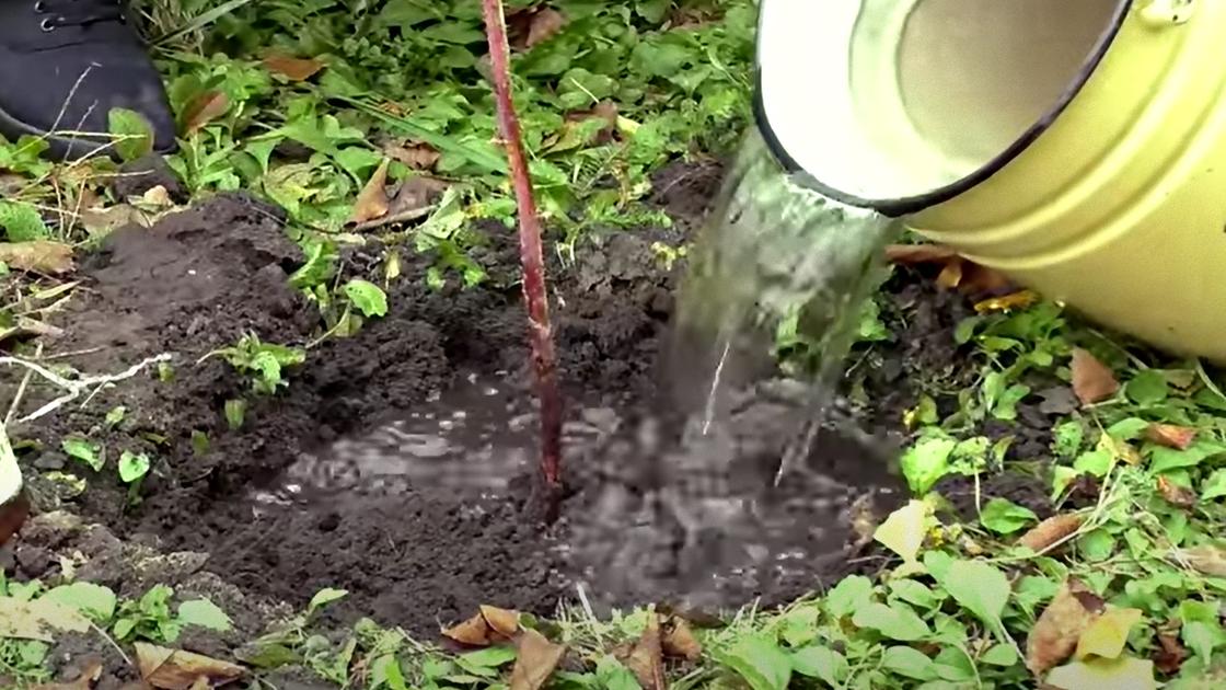 Саженец малины поливают водой из ведра