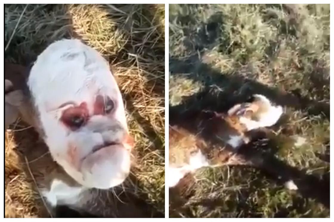 Теленок с «человеческим лицом» появился на свет в Аргентине (видео) Теленок с «человеческим лицом» появился на свет в Аргентине (видео)