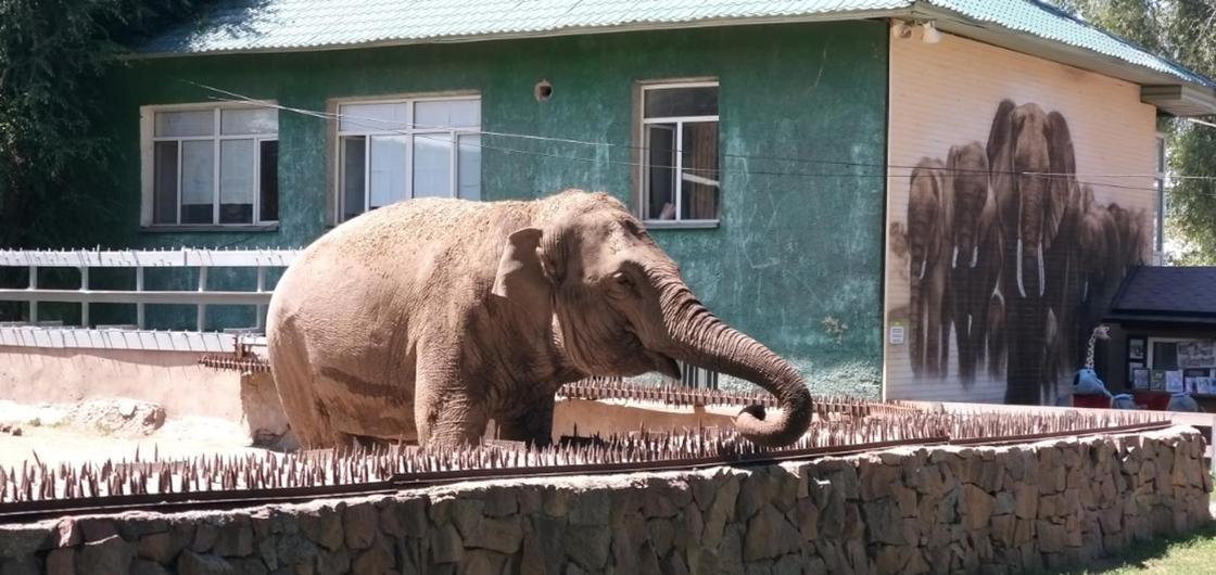 Алматинский зоопарк подаст в суд на зоозащитников