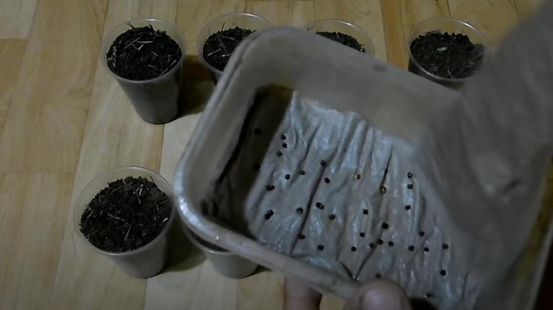 Семена капусты рассыпают на салфетку в коробке, которую держат над стаканчиками с землей