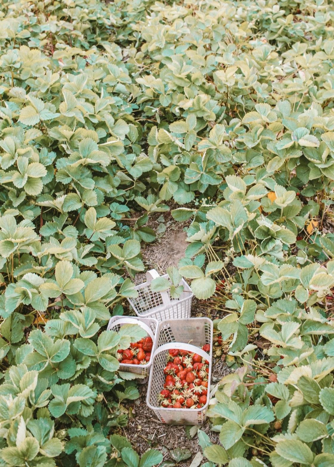 Грядка клубники и корзины с ягодами
