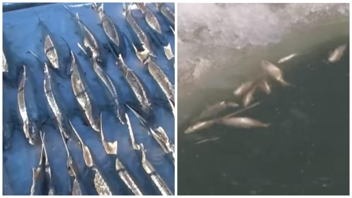 Массовая гибель рыбы в Атырау: ущерб превысил 400 млн тенге