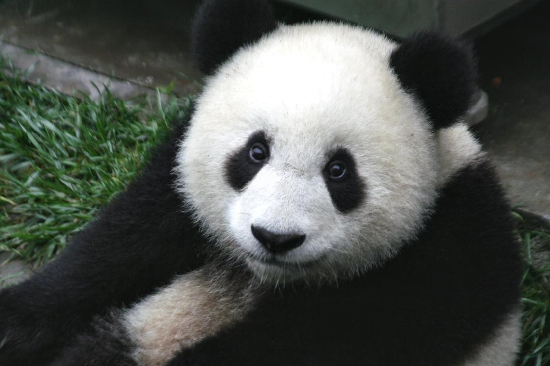 Черно-белая панда
