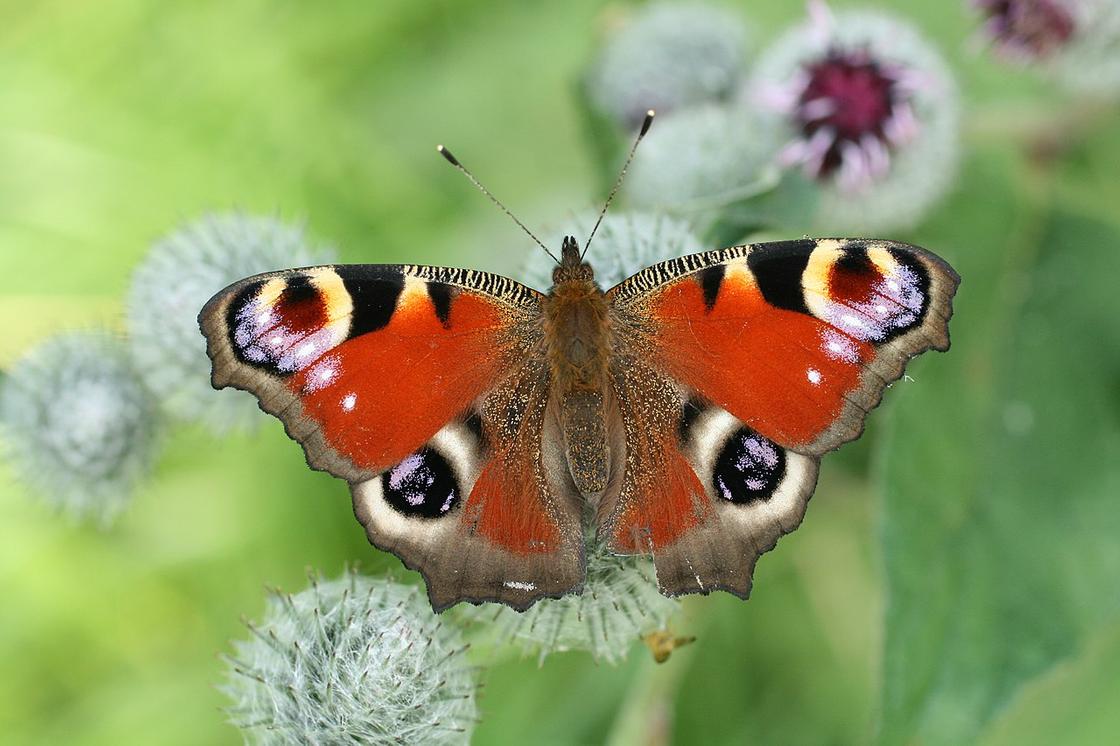 Бабочки на картинках и фото, описания и названия бабочек | Бабочки, Природа, Картинки