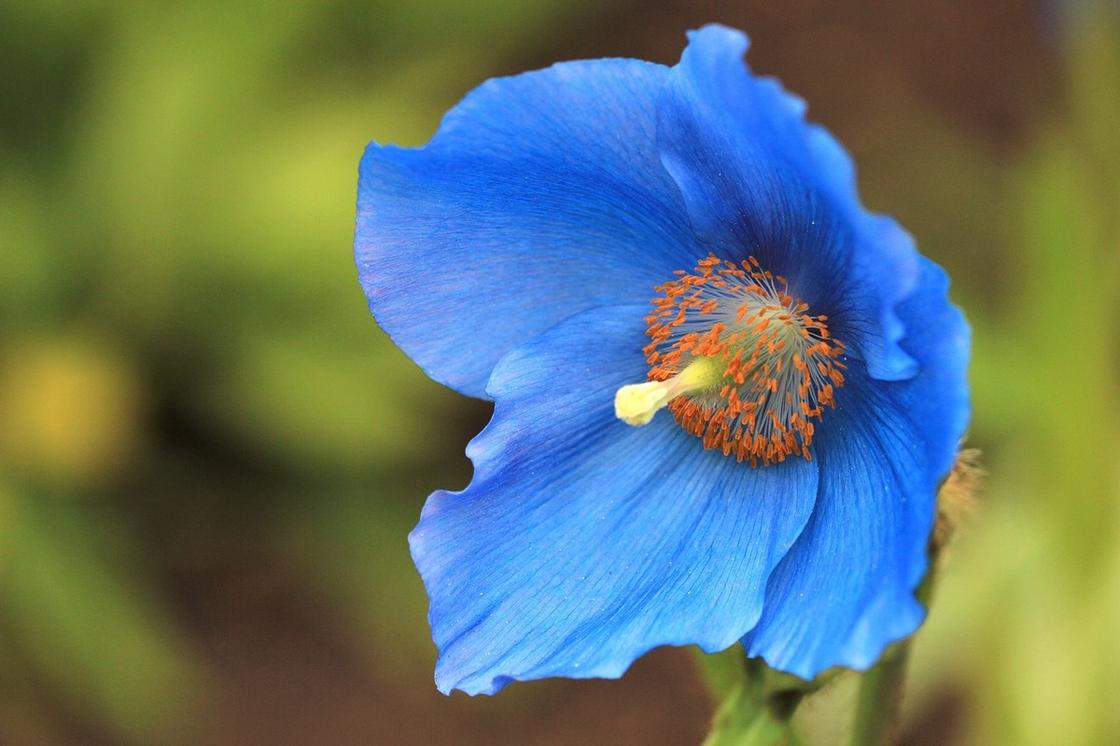 Большой цветок с голубыми лепестками и собраными по центру тонкими тычинками