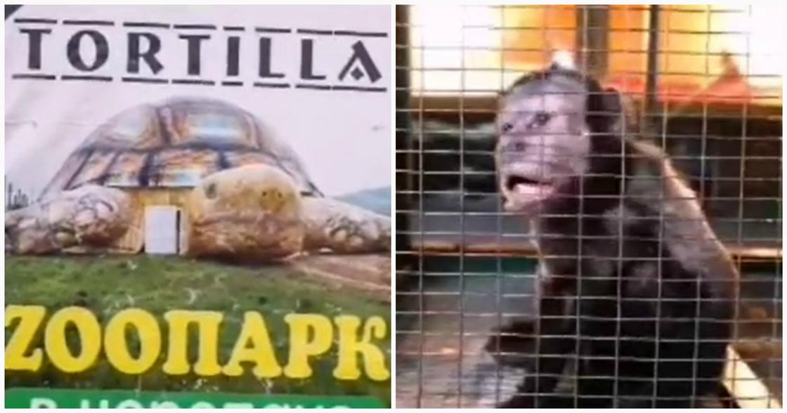 Скандально известному зоопарку запретили работать в Туркестане