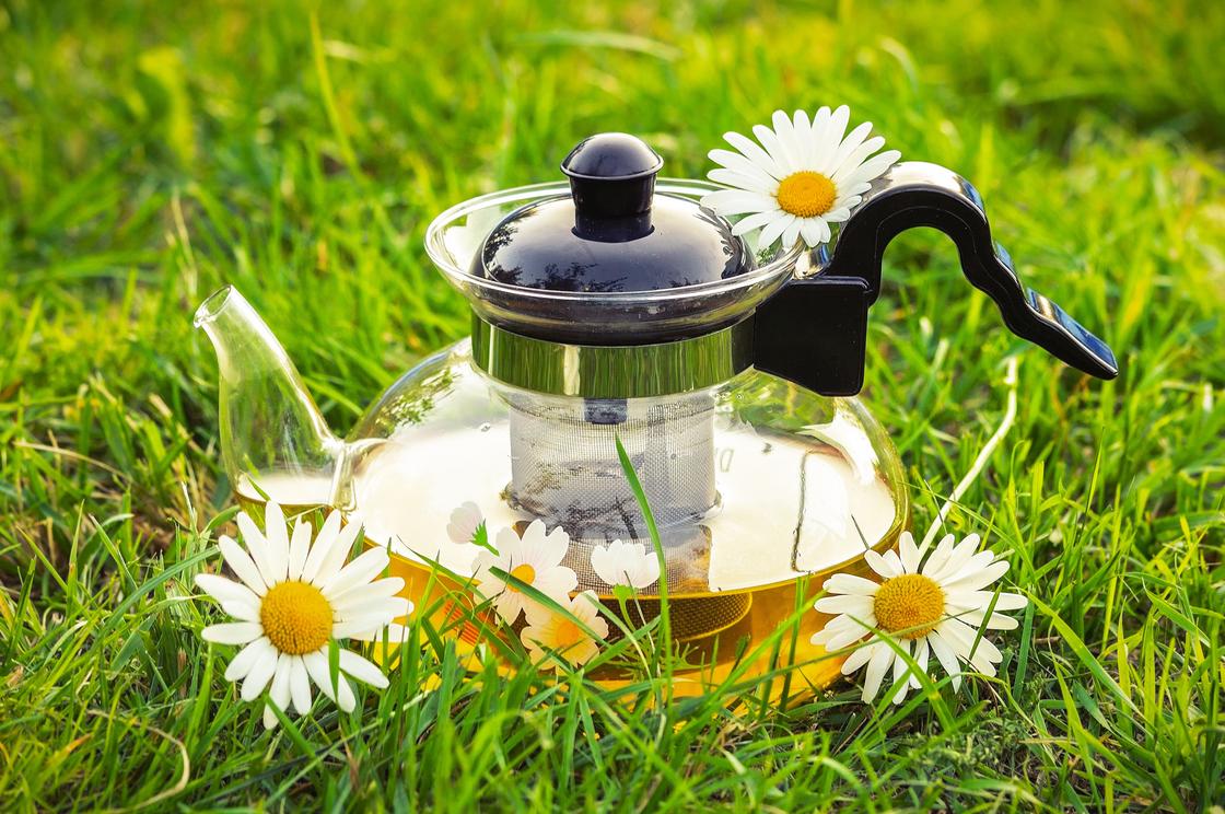 Прозрачный чайник стоит на траве
