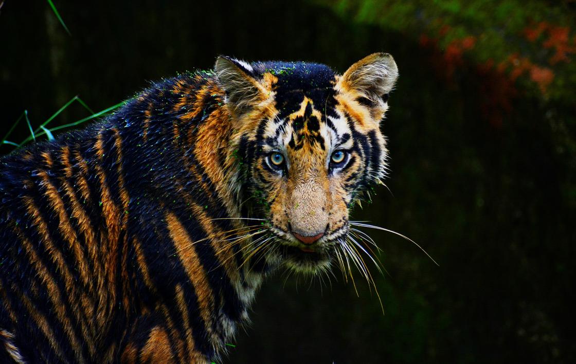 К чему снится тигр: толкование по разным сонникам