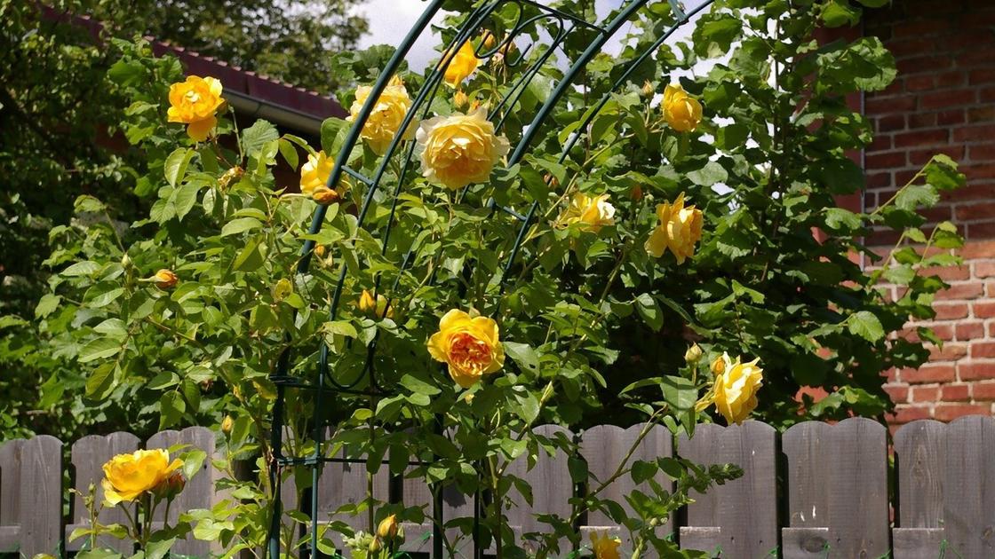 Кусты плетистой желтой пионовидной розы на опорах